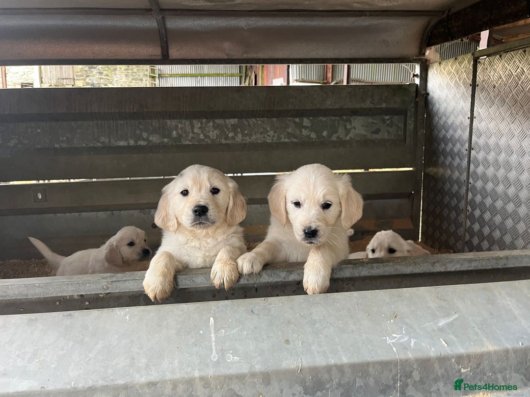 Golden Retriever dogs for sale: Golden retriever puppies for sale - Image 13