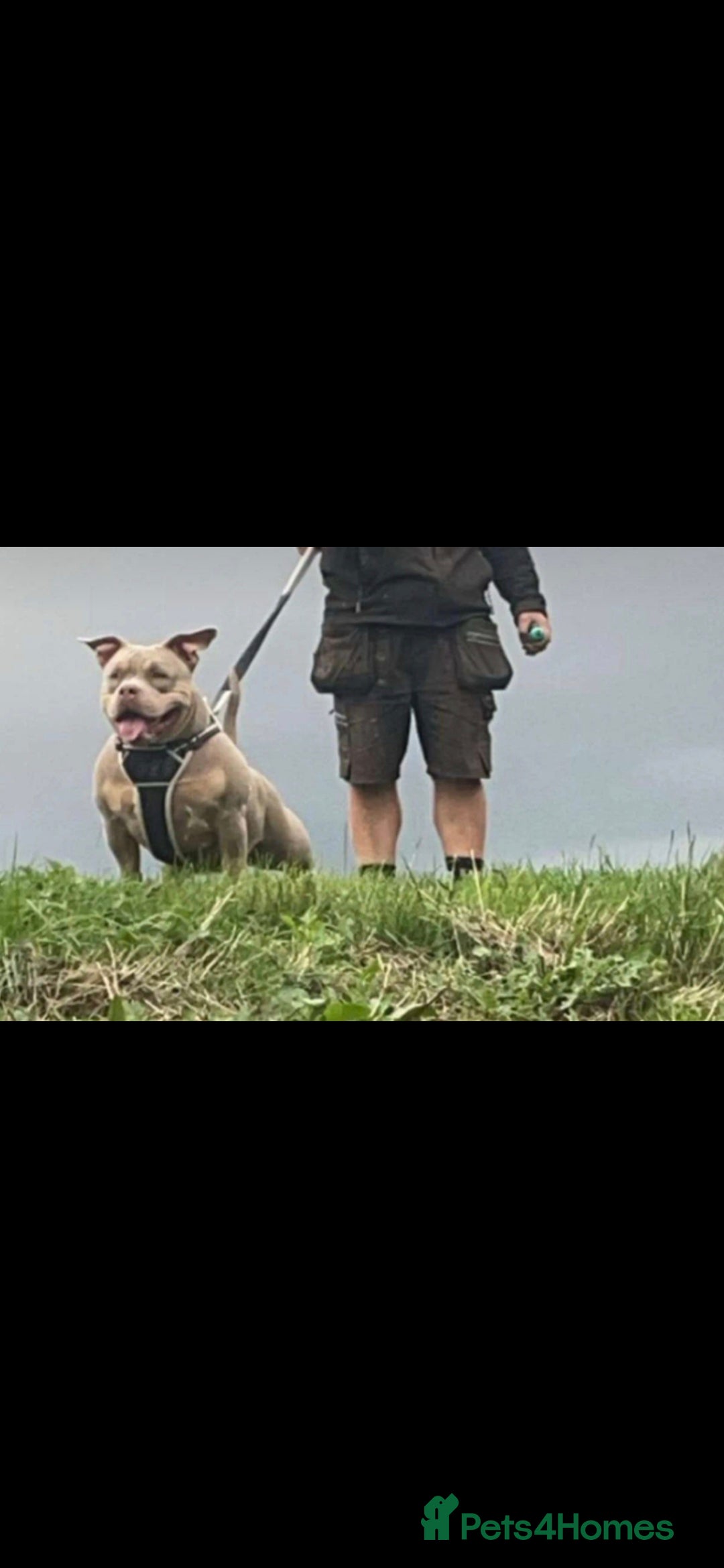 American Bully dogs for sale: ABKC LILAC TRI POCKET BULLY (2PAC&BLUEBELL)🤠LINES - Advert 5