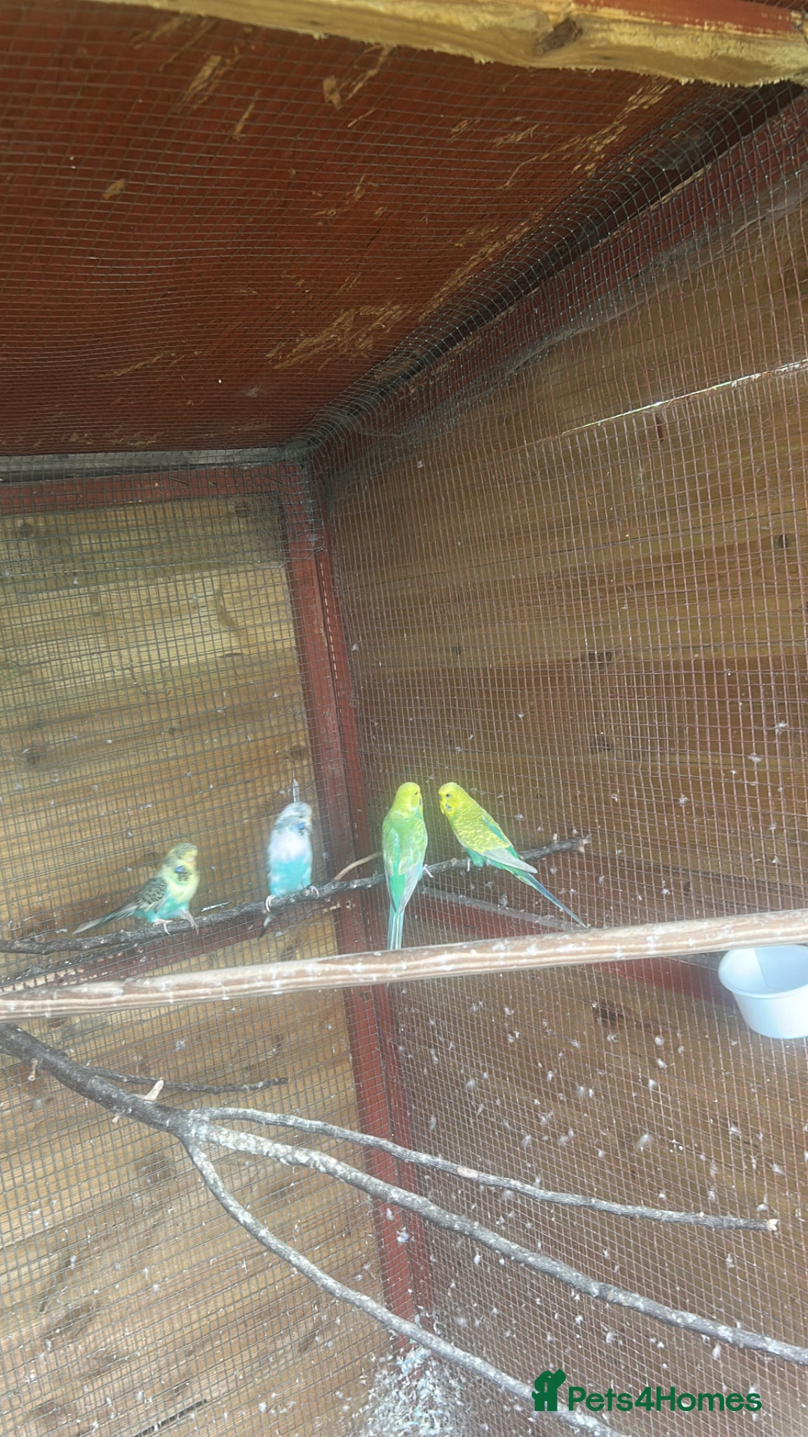 Budgerigars birds Beautiful budgies for sale - Advert 1