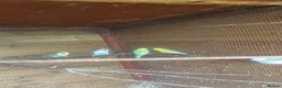 Budgerigars birds for sale: Beautiful budgies for sale - Advert 1