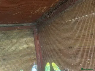 Budgerigars birds Beautiful budgies for sale - Advert 3