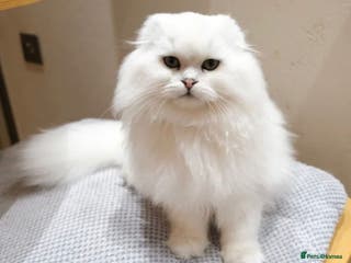 Scottish Fold cats 🐾 Adorable Pedigree Scottish Kittens! 🐾 - Advert 7