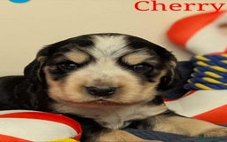 Cocker Spaniel dogs for sale: Show cockers - Image 19