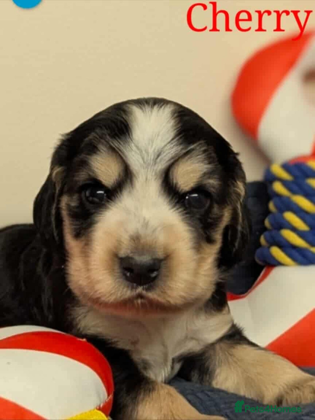 Cocker Spaniel dogs for sale: Show cockers - Image 19
