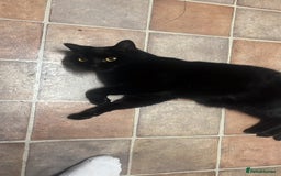 Bombay cats for sale: Beautiful cat for sale - Image 3