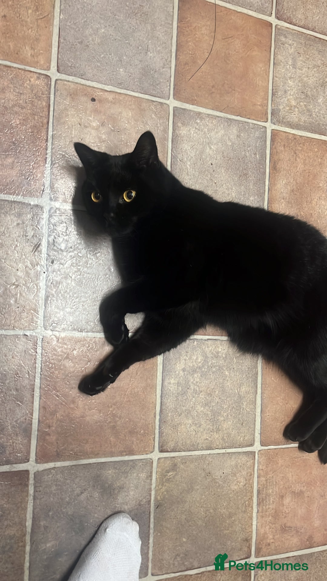 Bombay cats for sale: Beautiful cat for sale - Image 3