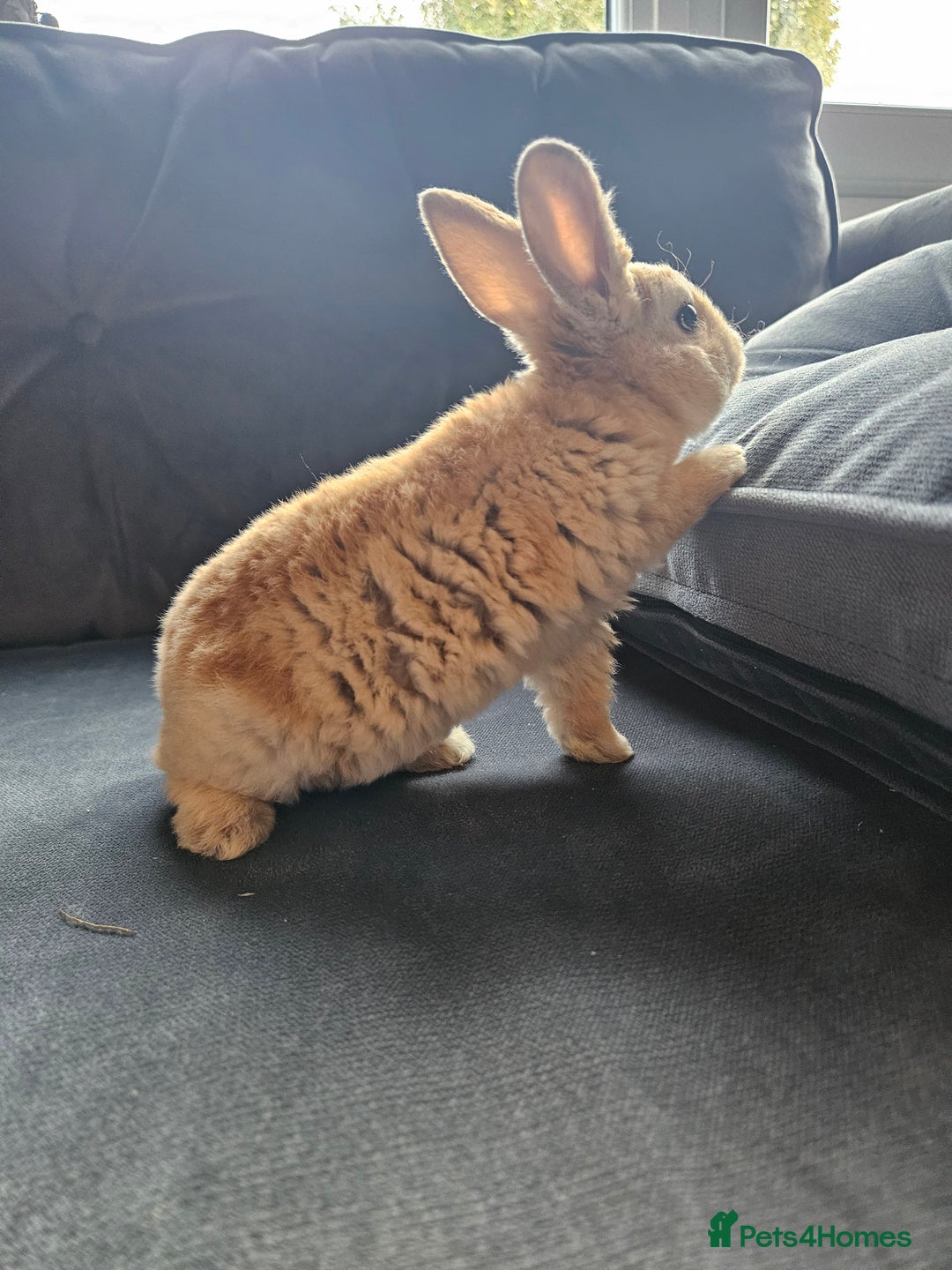 Mini Lop rabbits for sale: Red Rex x Mini Plush Lop - Advert 18