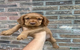 Cocker Spaniel dogs for sale: Working Cocker spaniel FTCH Bloodline  - Image 21