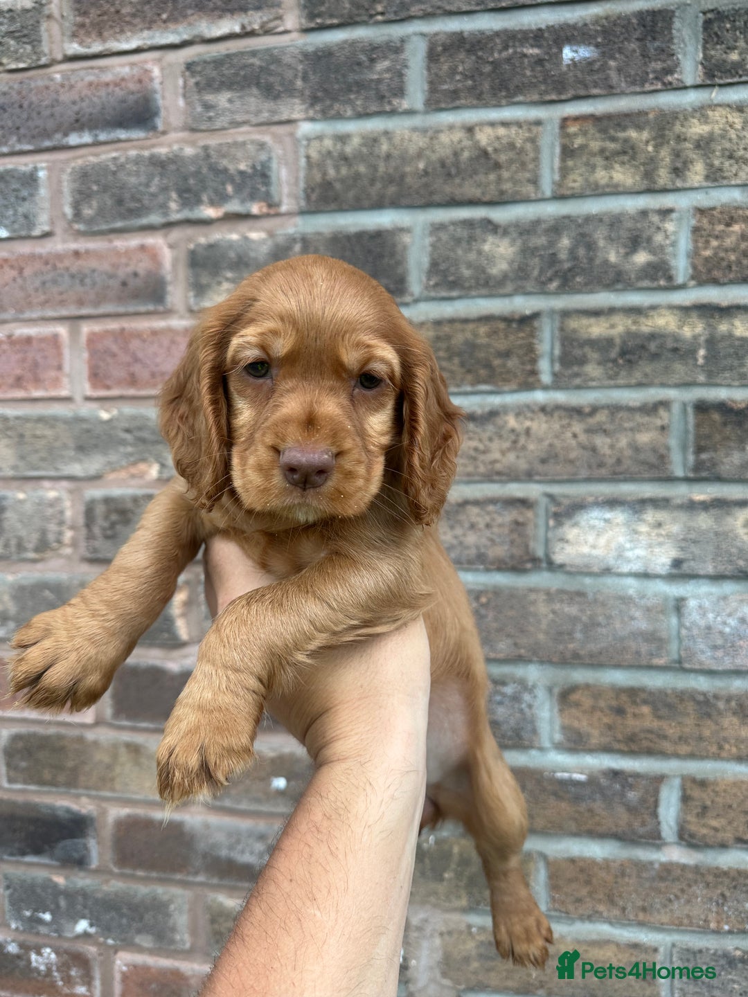 Cocker Spaniel dogs for sale: Working Cocker spaniel FTCH Bloodline  - Image 21