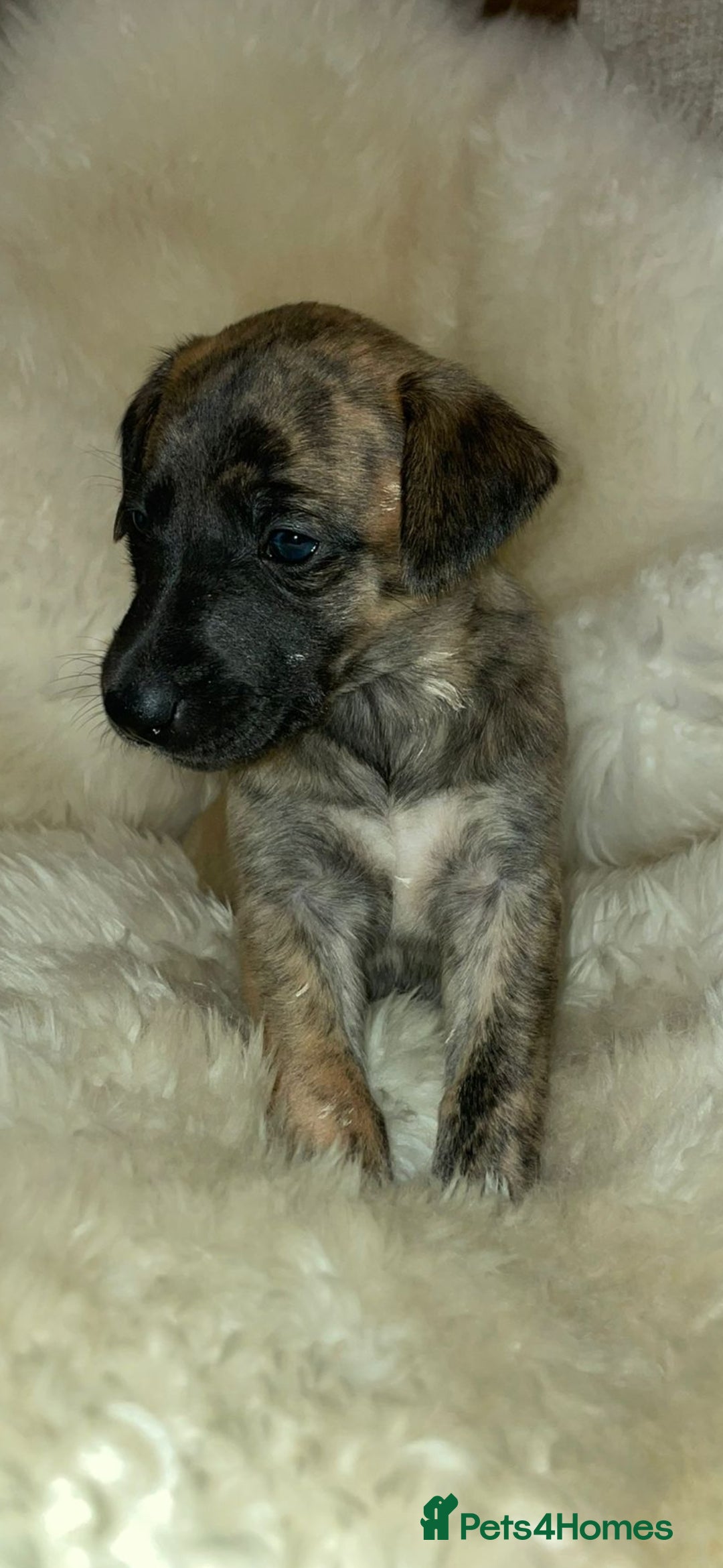 Whippet dogs for sale: KC  REG WHIPPET PUPS - Advert 38