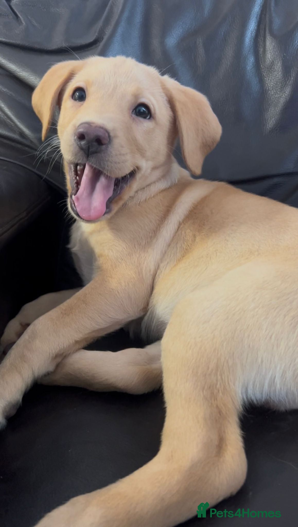 Labrador Retriever dogs 🐾❤️Beautiful Labrador puppies❤️🐾 - Advert 18