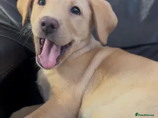Labrador Retriever dogs 🐾❤️Beautiful Labrador puppies❤️🐾 - Advert 18