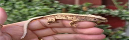 Gecko reptiles for sale: Crested geckos  - Advert 12