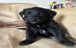 Mixed Breed dogs for sale: 5 Stunning Border Retrievers  - Image 15