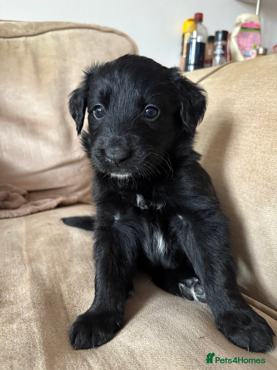 Mixed Breed dogs for sale: 5 Stunning Border Retrievers  - Image 15