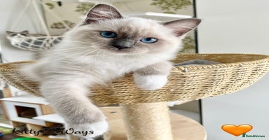 Ragdoll cats - Advert 15