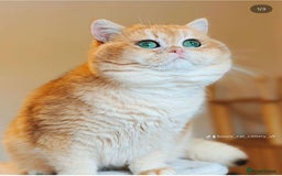 British Shorthair cats for sale: READY 2 Black Golden / Corin BSH boys - Advert 19