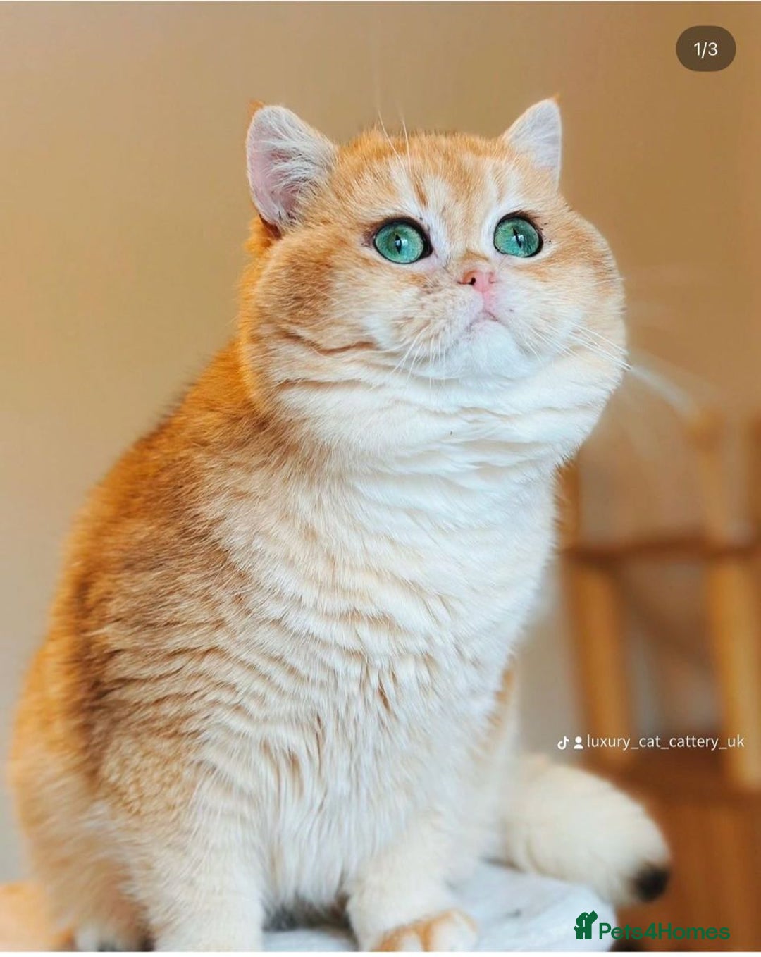 British Shorthair cats for sale: READY 2 Black Golden / Corin BSH boys - Advert 19