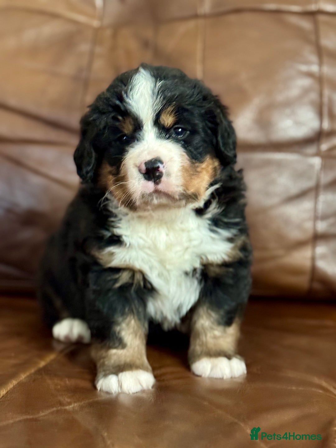 Bernese Mountain Dog dogs for sale: Beautiful KC Litter  - Advert 2