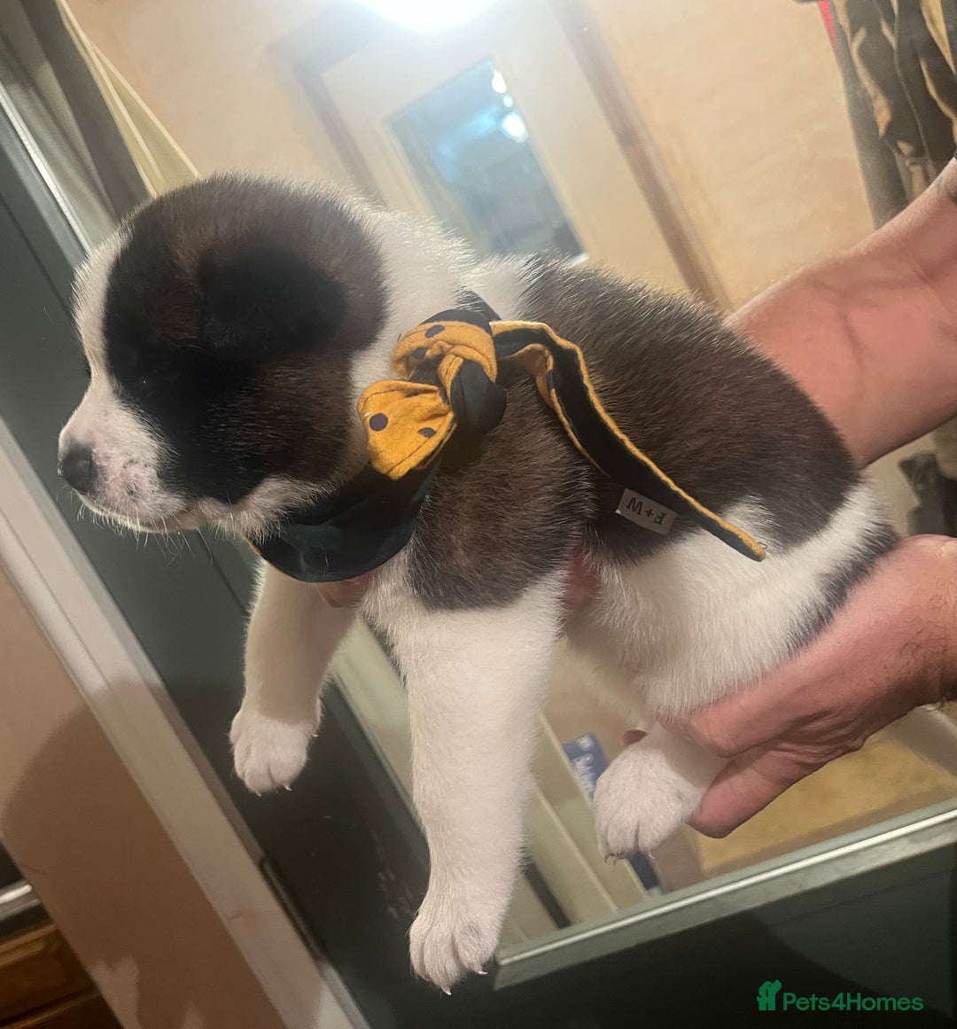 Akita dogs for sale:  Pure Bear-faced American Akita puppies - Image 4