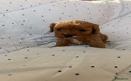 Cavapoo dogs for sale: Adorable F1b Cavapoos  - Image 7