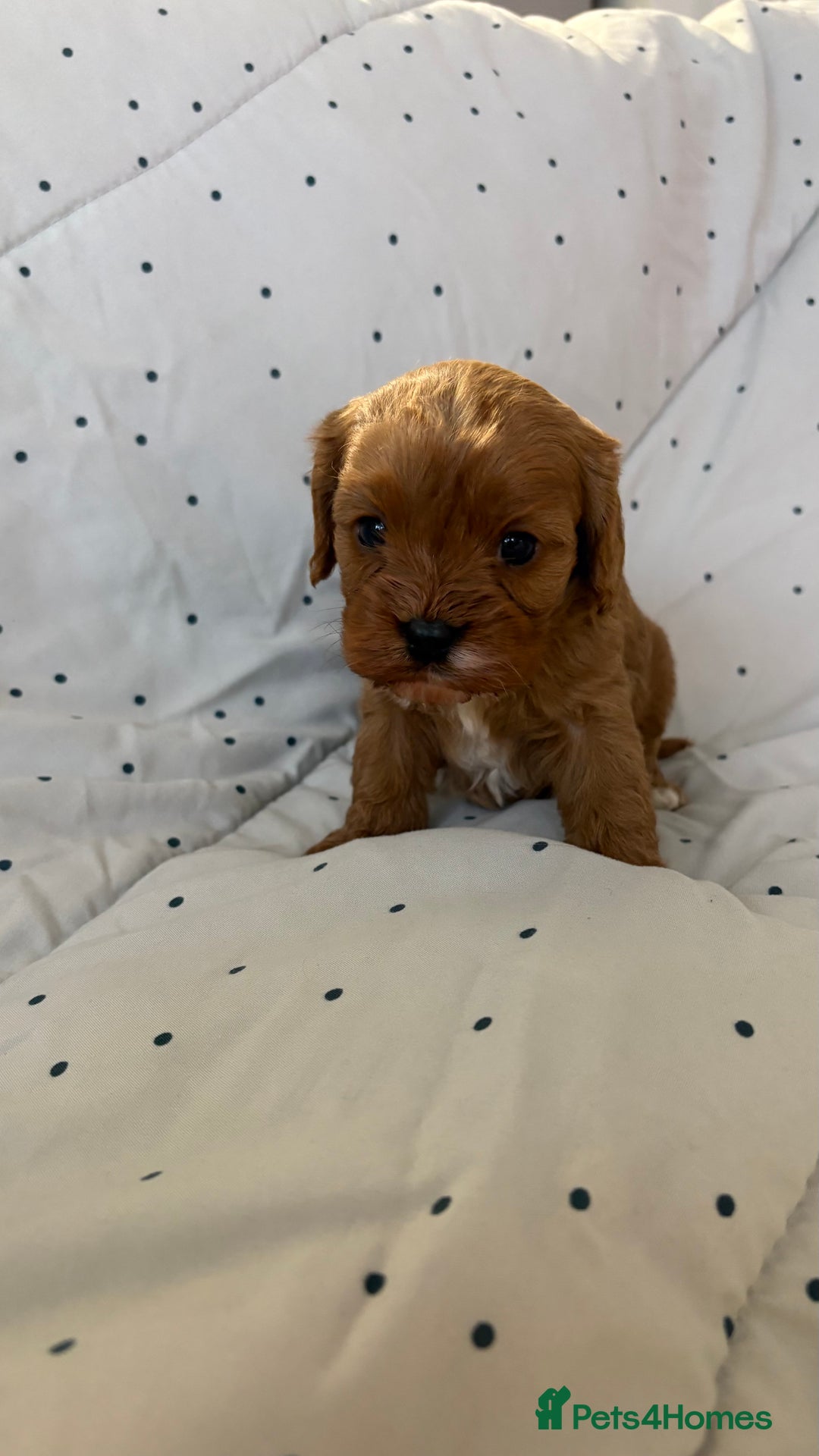 Cavapoo dogs for sale: Adorable F1b Cavapoos  - Image 7