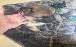 German Shepherd dogs for sale: German Shepherds  - Image 5