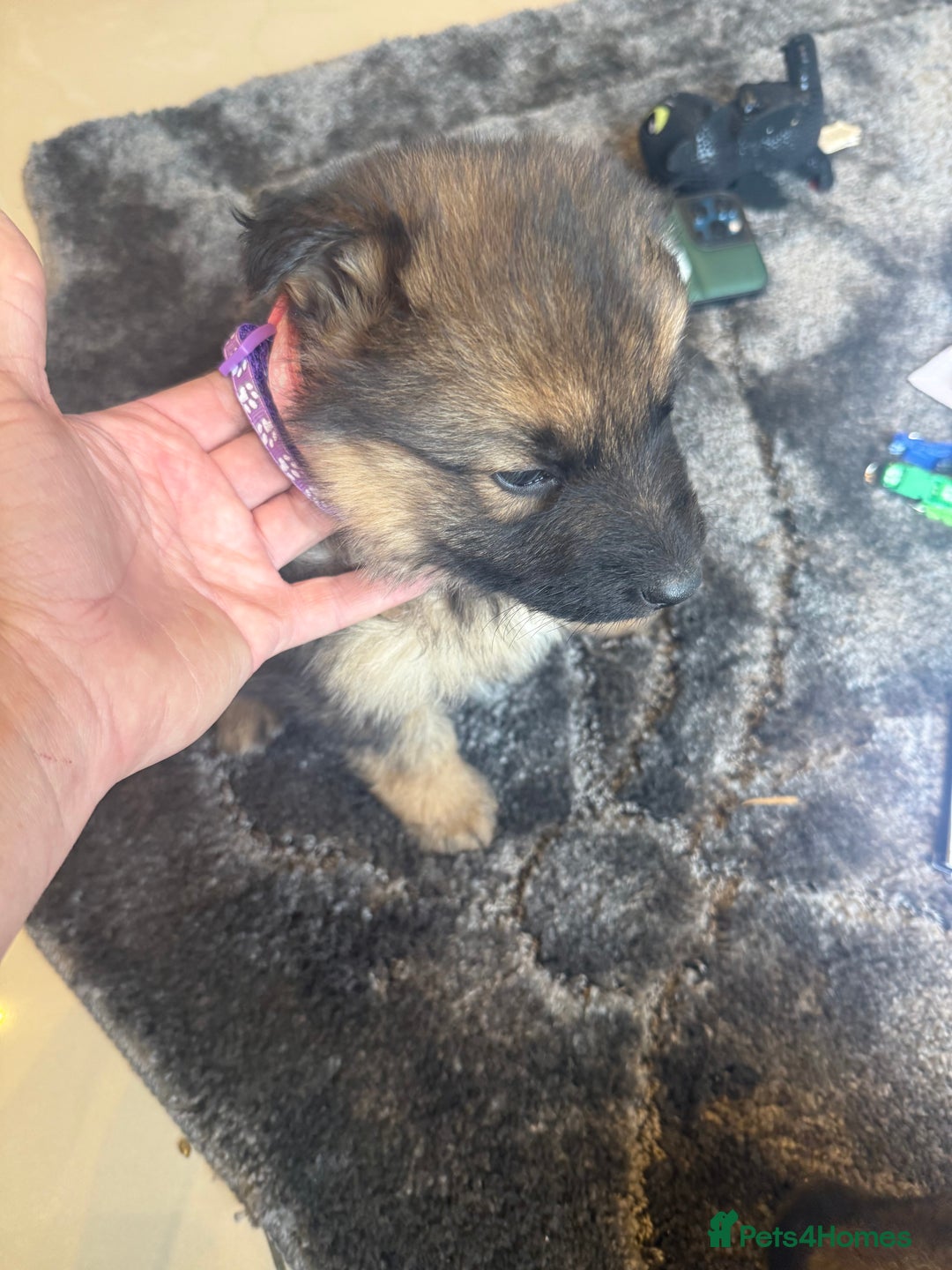 German Shepherd dogs for sale: German Shepherds  - Image 5