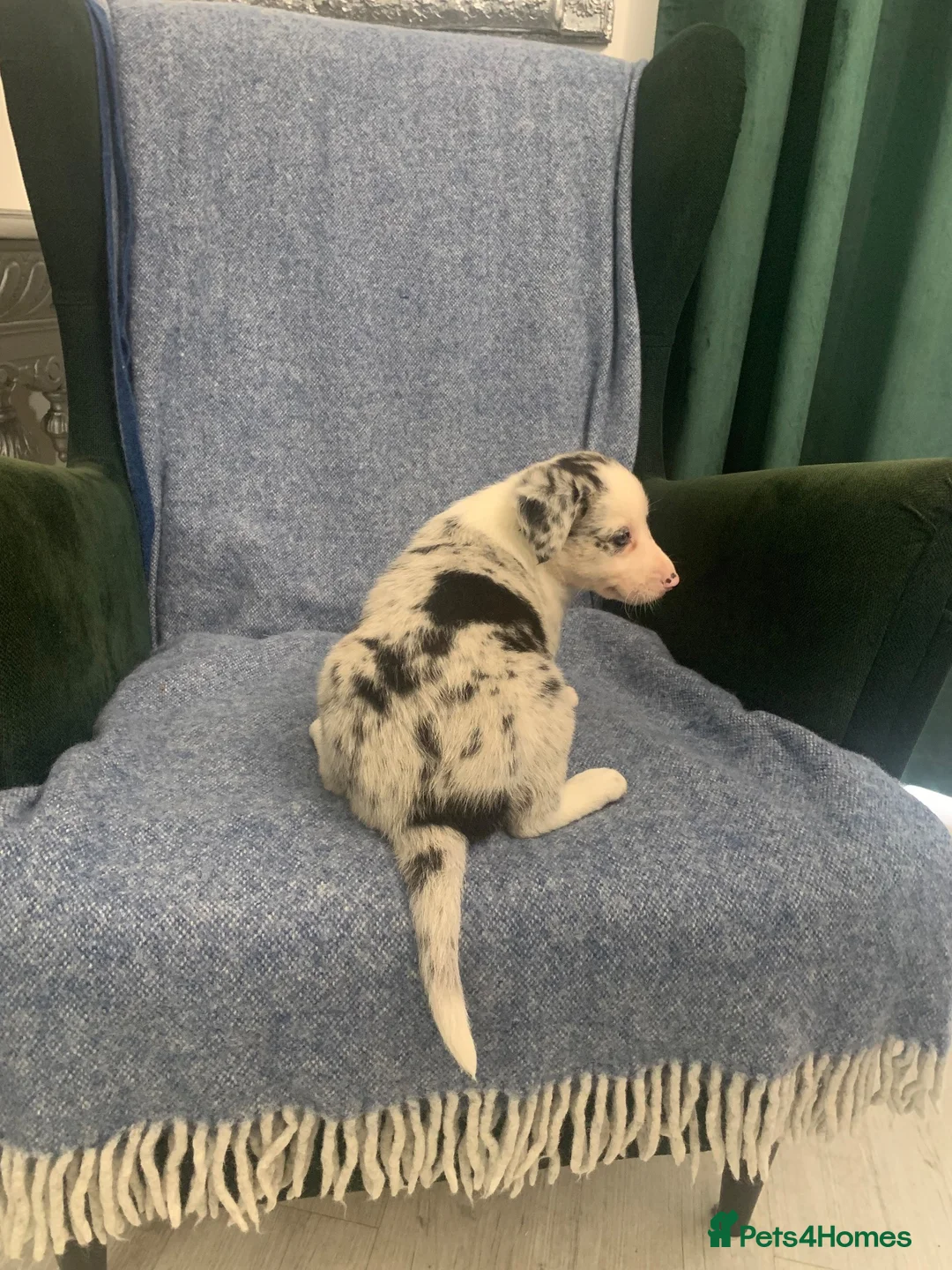 Mixed Breed dogs for sale: Blue Merle Border Collie x Lurcher Puppies  - Advert 35