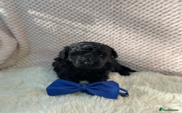 Mixed Breed dogs for sale: Hungarian puli cross miniature poodle puppies - Image 19