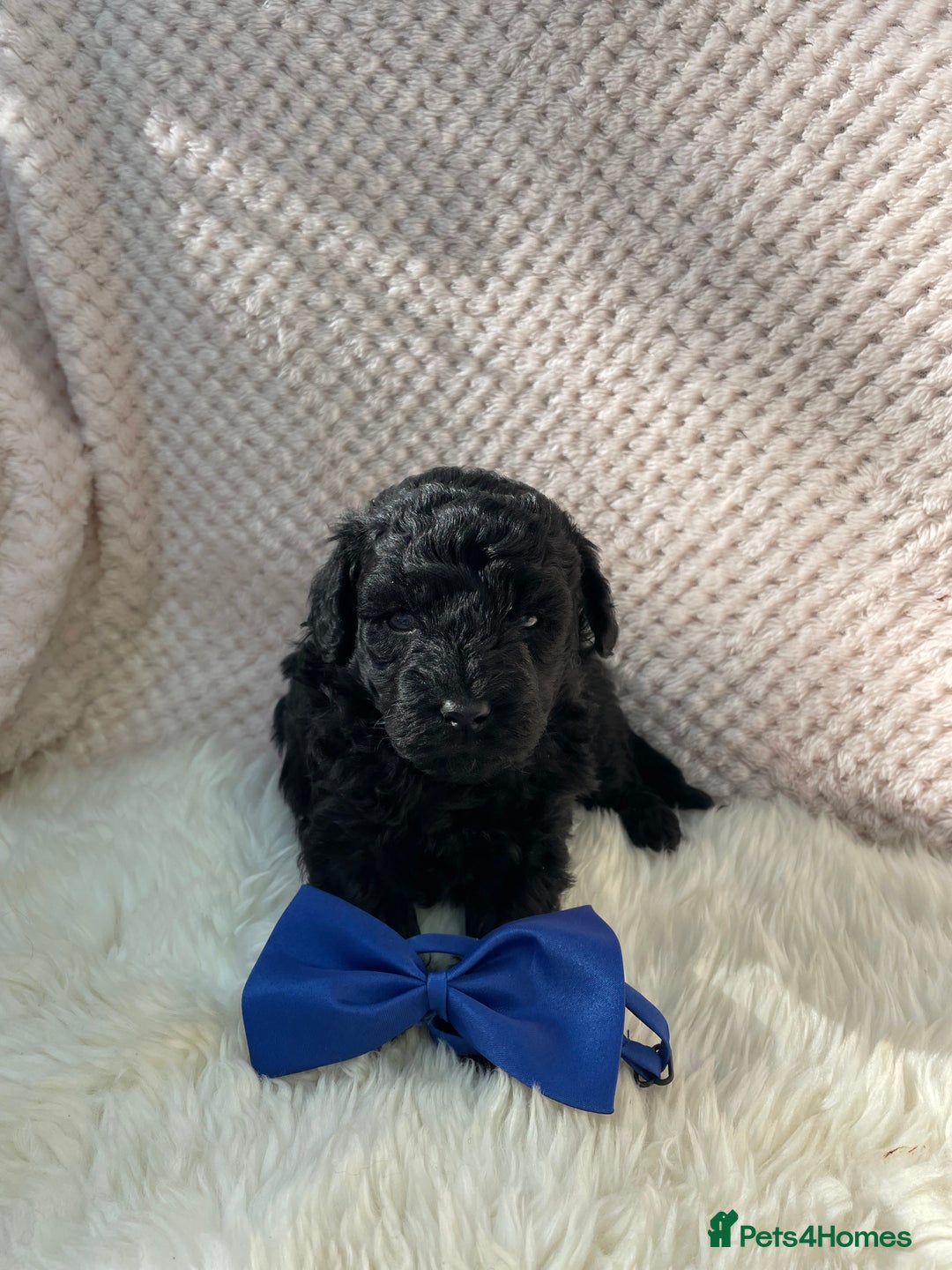 Mixed Breed dogs for sale: Hungarian puli cross miniature poodle puppies - Image 19