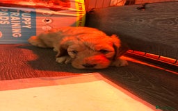 Cockapoo dogs for sale: Stunning cockapoo boys for sale  - Image 11