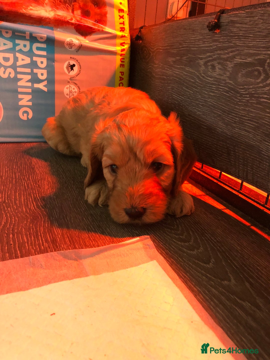 Cockapoo dogs for sale: Stunning cockapoo boys for sale  - Image 11