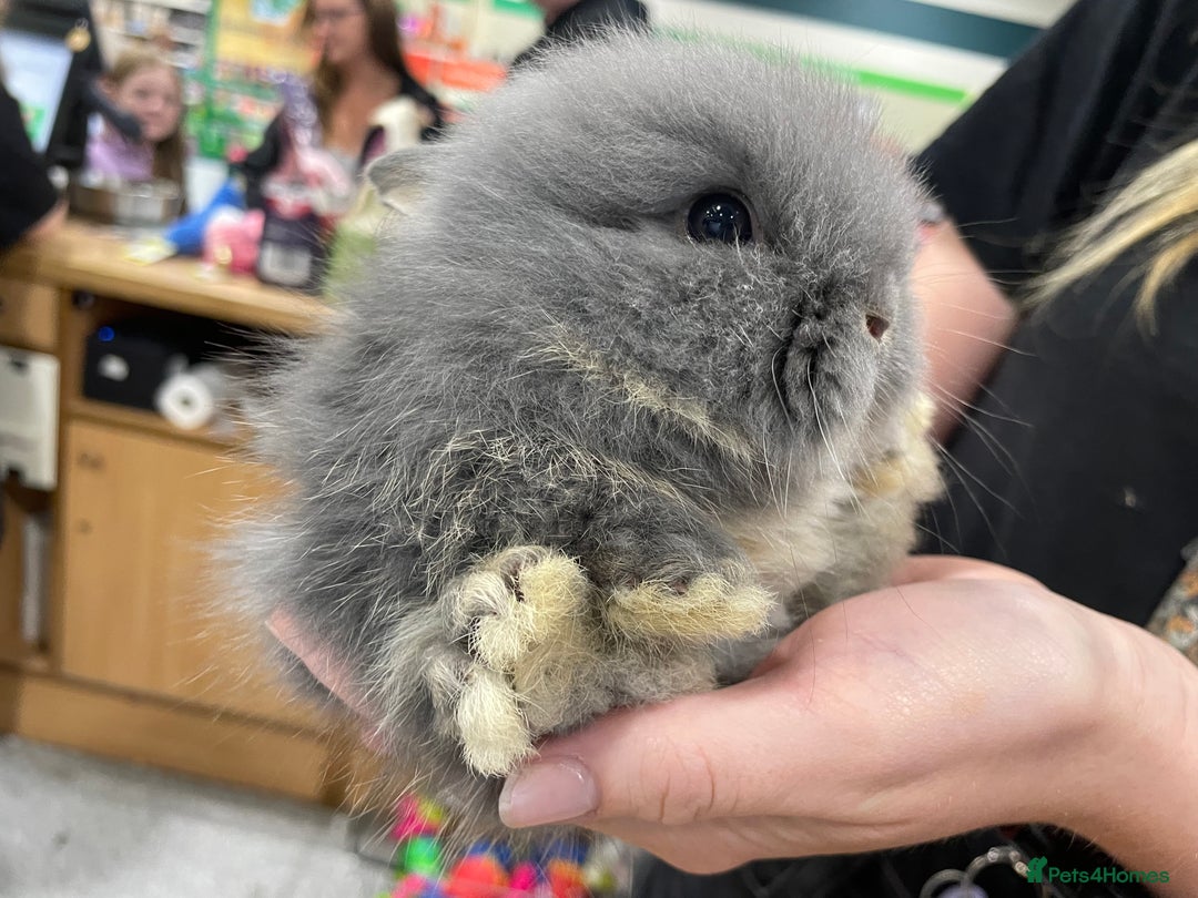 Lionhead rabbits for sale: 5 female Double Mane Lion head Doe’s for sale  - Image 8