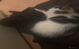 American Shorthair cats for sale: 8 weeks old black and white kitten - Image 5