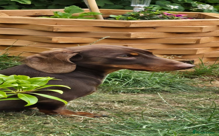 Miniature Dachshund dogs - Advert 1