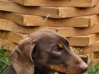 Miniature Dachshund dogs KC Reg. FullyTested, Miniature Dachshund stud - Advert 23