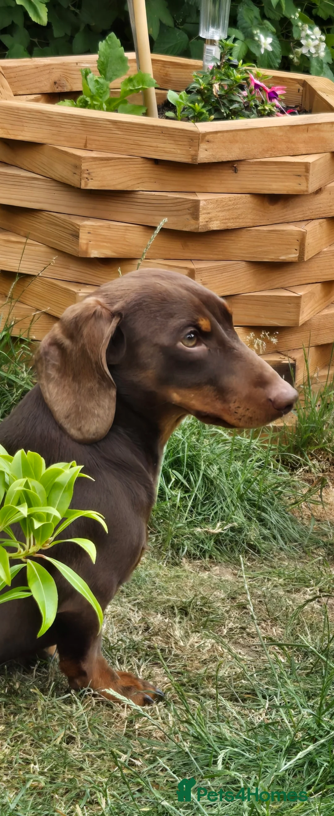 Miniature Dachshund dogs for stud: KC Reg. FullyTested, Miniature Dachshund stud - Advert 1