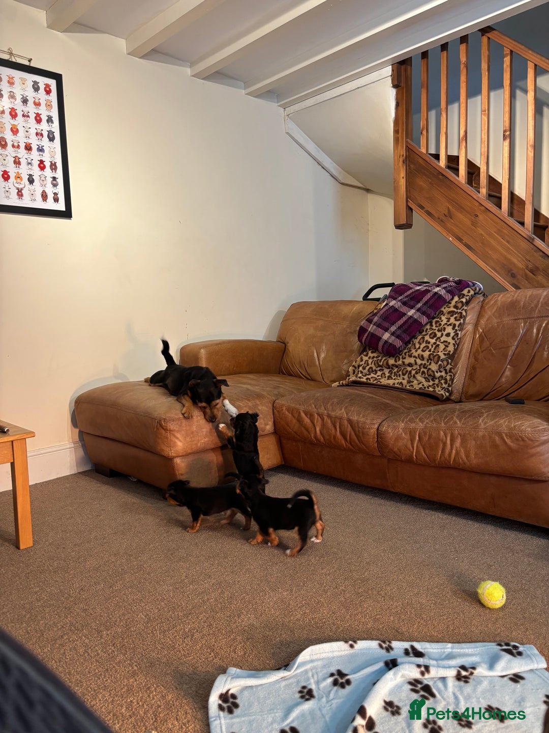 Jack Russell dogs for sale: Jack Russell terrier Pups!  - Advert 22