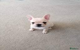 French Bulldog dogs for sale: Gorgeous French bulldog puppies Just 1 girl left!  - Advert 25