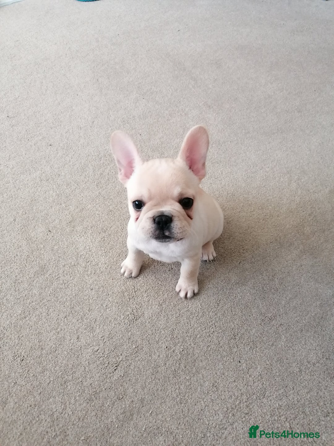 French Bulldog dogs for sale: Gorgeous French bulldog puppies Just 1 girl left!  - Advert 25