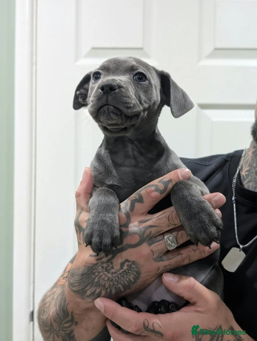 Staffordshire Bull Terrier dogs for sale: Blue Staffies - Advert 16