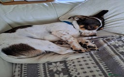 Mixed Breed dogs for adoption: Brodie In Ayr Looking for a home  - Image 5