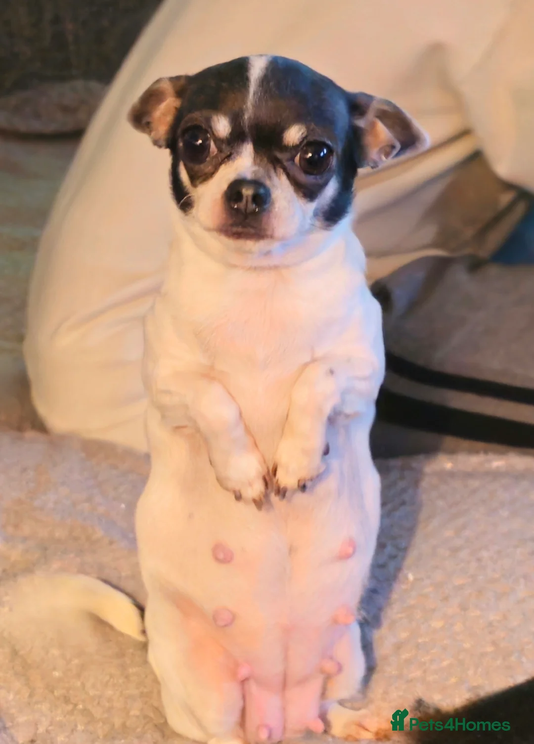 Chihuahua dogs for sale: 5 Gen KC Reg apple head chihuahuas  - Advert 2