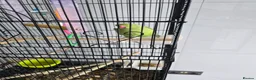 Parrots birds for sale: Indian Ringneck Parrot  in Barking - Advert 3