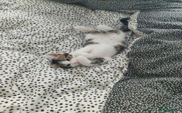 European cats for sale: 😻 2 beatiful female kittens ❗ - Image 6