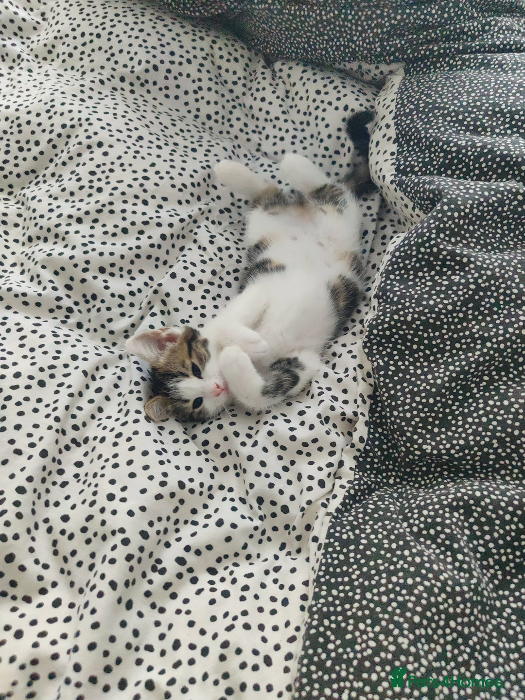 European cats for sale: 😻 2 beatiful female kittens ❗ - Image 6