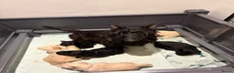 Scottish Terrier dogs for sale: Gorgeous Scottie pups  - Advert 2