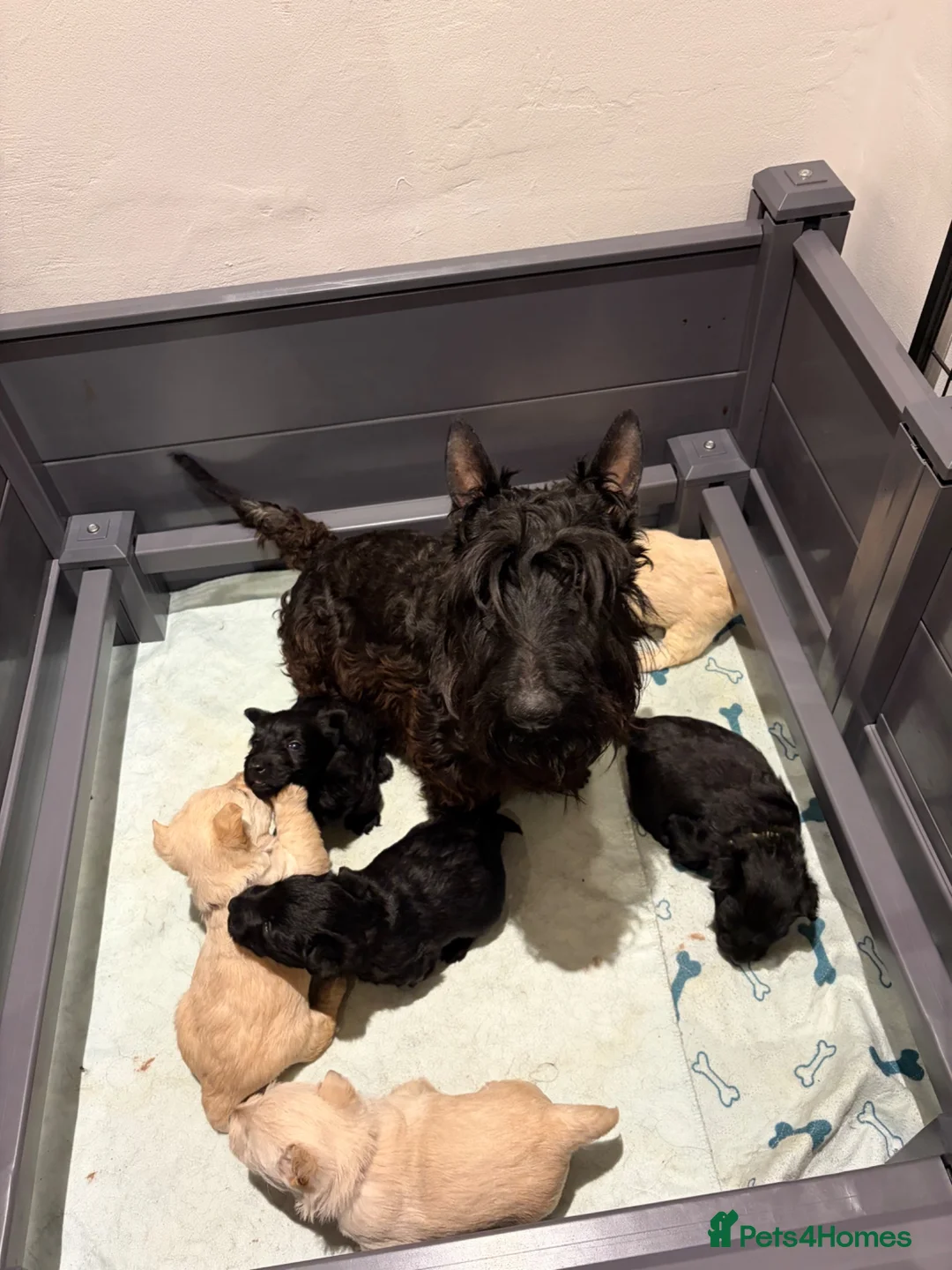Scottish Terrier dogs for sale: Gorgeous Scottie pups  - Advert 2