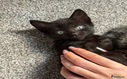 Mixed Breed cats for sale: 1 black boy left - Image 4